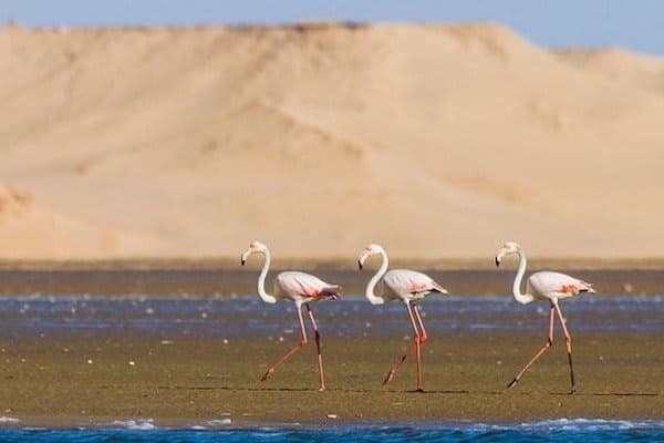 Souss Massa National park tour from Agadir