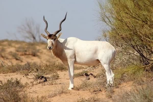 Sous Massa National park and Crocoparc tour from Agadir