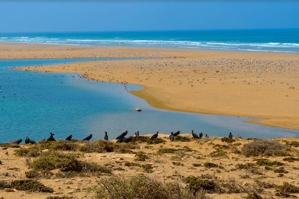 Birdwatching tour from Agadir and Taghazout