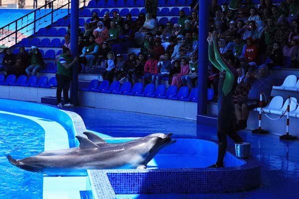 Dolphin World tour from Agadir